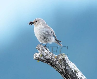 Mountain Bluebird female Bethyl Ridge AEZ17310 copy - Copy.jpg