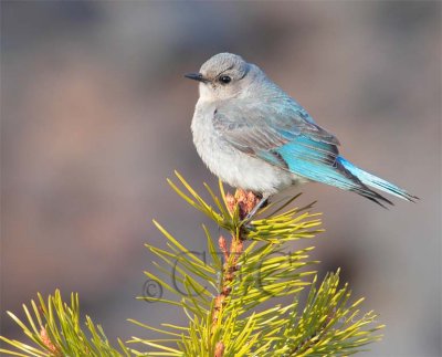 Mountain Bluebird female, Bethyl Ridge _EZ44042 - Copy.jpg