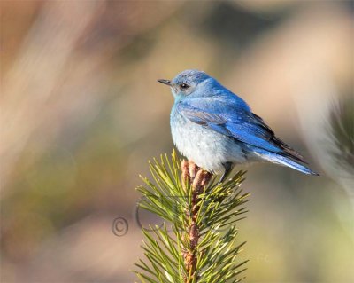 Mountain Bluebird male Bethyl Ridge _EZ44047 copy - Copy.jpg