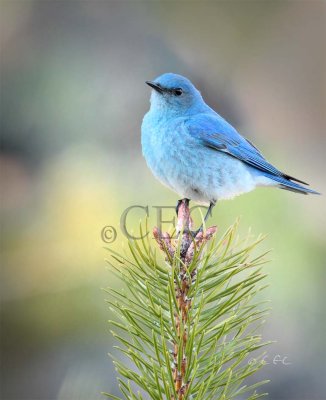 Mountain Bluebird male Bethyl Ridge _EZ44056 copy - Copy.jpg