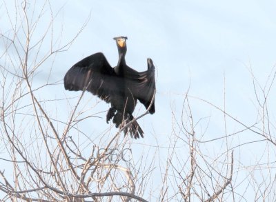 Double Crested Cormorant breeding plumage AE2D1101 copy - Copy.jpg