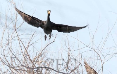Double Crested Cormorant breeding plumage AE2D1102 copy - Copy.jpg