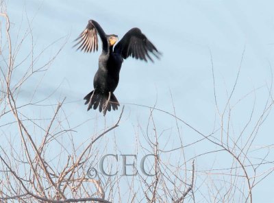 Double Crested Cormorant breeding plumage AE2D1103 copy - Copy.jpg