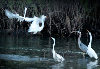 Egret Dance Splash Dance