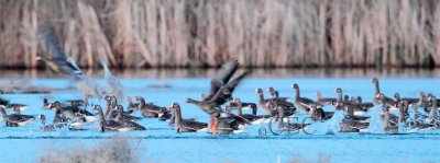 White-fronted Geese, Columbia National Wildlife Refuge  AE2D3971 copy - Copy.jpg