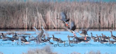 White-fronted Geese, Columbia National Wildlife Refuge  AE2D3974 copy - Copy.jpg