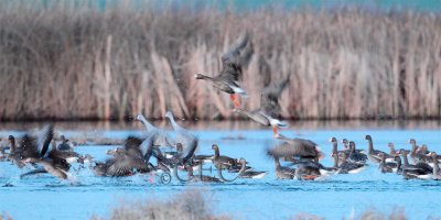 White-fronted Geese, Columbia National Wildlife Refuge  AE2D3975 copy - Copy.jpg