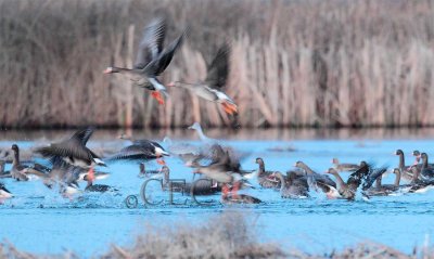 White-fronted Geese, Columbia National Wildlife Refuge  AE2D3976 copy - Copy.jpg