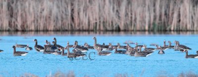 White-fronted Geese, Columbia National Wildlife Refuge  AE2D3983 copy - Copy.jpg