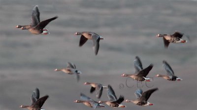 White-fronted Geese, Columbia National Wildlife Refuge  AE2D4015 copy - Copy.jpg