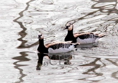 Barnacle Geese  AE2D2566 copy - Copy.jpg