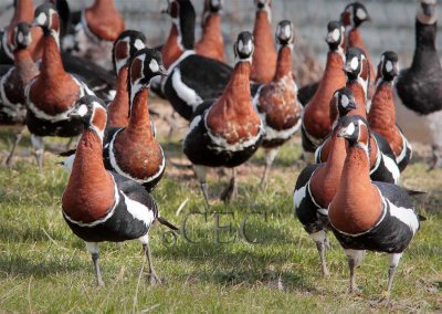 Red-breasted Geese  AE2D2668 copy - Copy.jpg