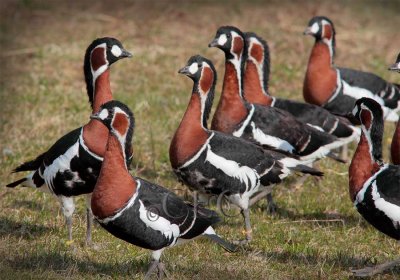 Red-breasted Geese  AE2D2678 copy - Copy.jpg