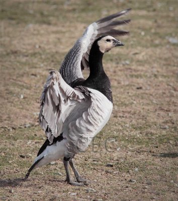 Barnacle Goose AE2D2693 copy - Copy.jpg