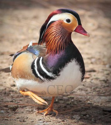 Mandarin Duck AE2D2708 - Copy.jpg