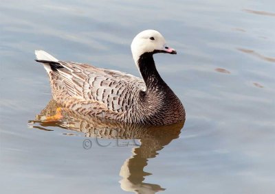 Emperor Goose AE2D2720 copy - Copy.jpg