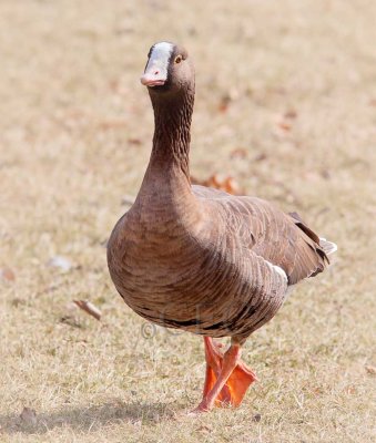 White-fronted Goose subspecies  AE2D2730 copy - Copy.jpg