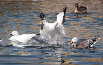 Snow Geese (white), Blue Goose (blue phase Snow Goose - with white head) AE2D2741 - Copy.jpg