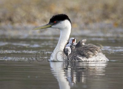Western Grebe with young  2-30538 copy.jpg