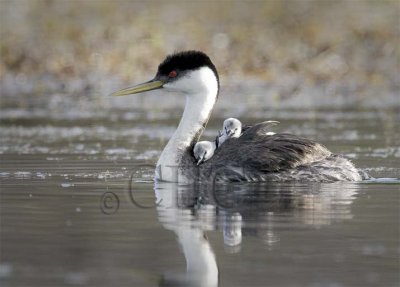 Western Grebe with young  2-30539 copy.jpg