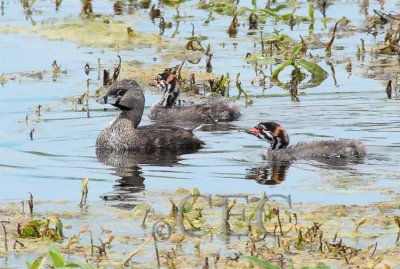 Pie-billed Grebe with young  4Z036887.jpg