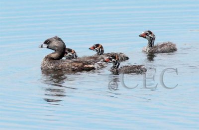 Pie-billed Grebe with young  4Z036890 copy.jpg