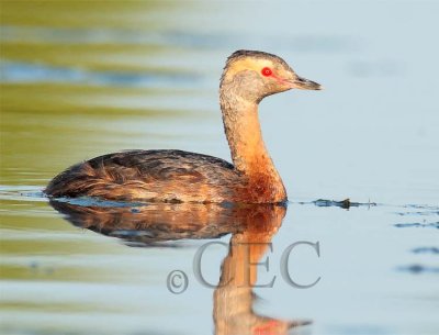 Horned Grebe transitioning from breeding plumage 4Z038778 copy.jpg