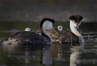 Western Grebe with young  _T4P0220 copy.jpg