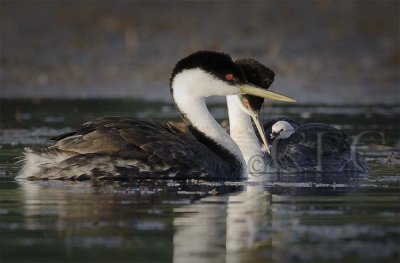 Western Grebe with young  _T4P0234 copy.jpg