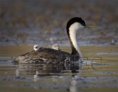Western Grebe with young  _T4P0277 copy.jpg