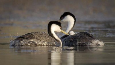 Western Grebe with young  _T4P0314 copy.jpg