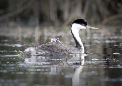 Western Grebe with young  _T4P0466 copy.jpg