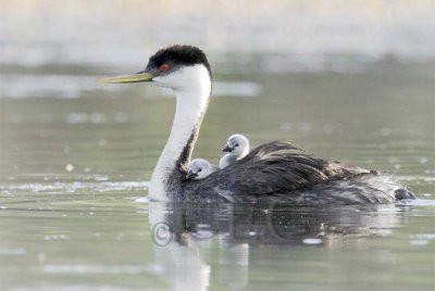 Western Grebe with young  _T4P0528 copy.jpg