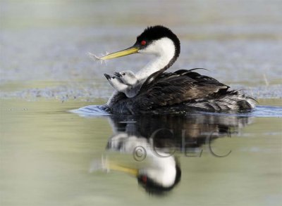 Western Grebe with young  _T4P0552 copy.jpg