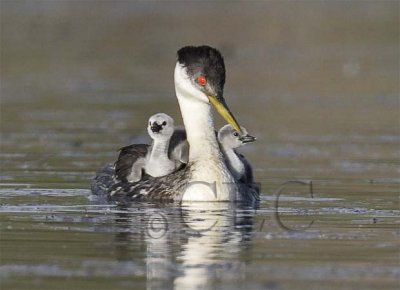 Western Grebe with young  _T4P0578 copy.jpg