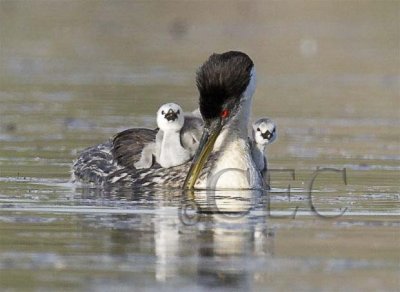 Western Grebe with young  _T4P0579 copy.jpg