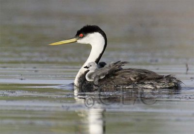 Western Grebe with young  _T4P0582 copy.jpg