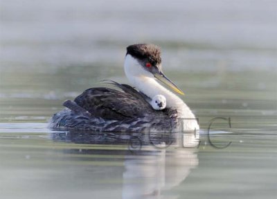 Western Grebe with young  _Z054134 copy.jpg