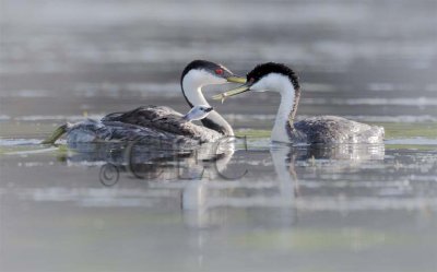 Western Grebe with young  _Z054145 copy.jpg