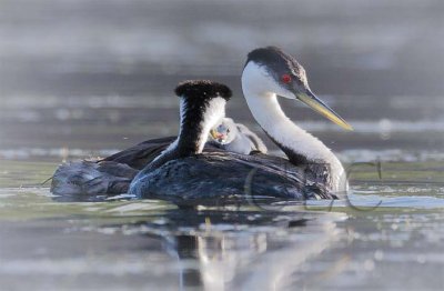Western Grebe with young  _Z054146 copy.jpg