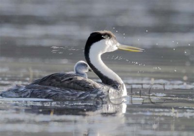 Western Grebe with young  _Z054156 copy.jpg