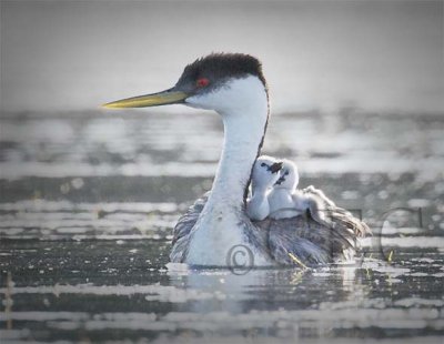 Western Grebe with young  _Z054162 copy.jpg