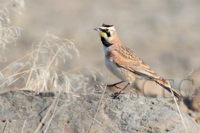 Horned Lark 4Z026700 copy - Copy.jpg