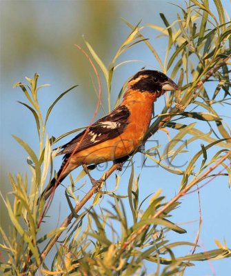 Black-headed Grosbeak  male 4Z052412 copy - Copy.jpg