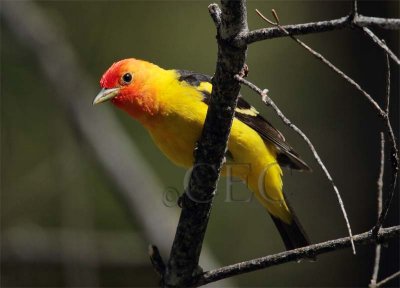 Western Tanager, male _EZ44118 copy - Copy.jpg