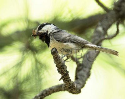 Mountain Chickadee  _EZ44969 copy - Copy.jpg