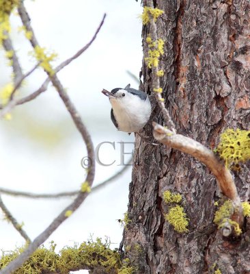 White-breasted Nuthatch  AE2D2753 copy - Copy.jpg