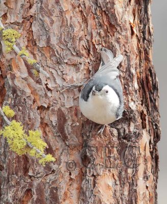 White-breasted Nuthatch  AE2D2798 copy - Copy.jpg