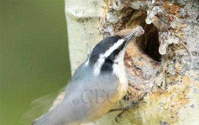 Red-breasted Nuthatch at nest AEZ14453 copy - Copy.jpg