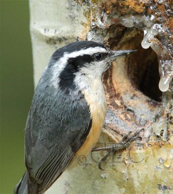 Red-breasted Nuthatch AEZ14468 copy - Copy.jpg